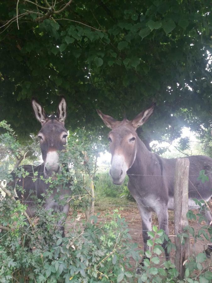 Kerflaveur Hotel La Fresnaye-au-Sauvage Eksteriør billede